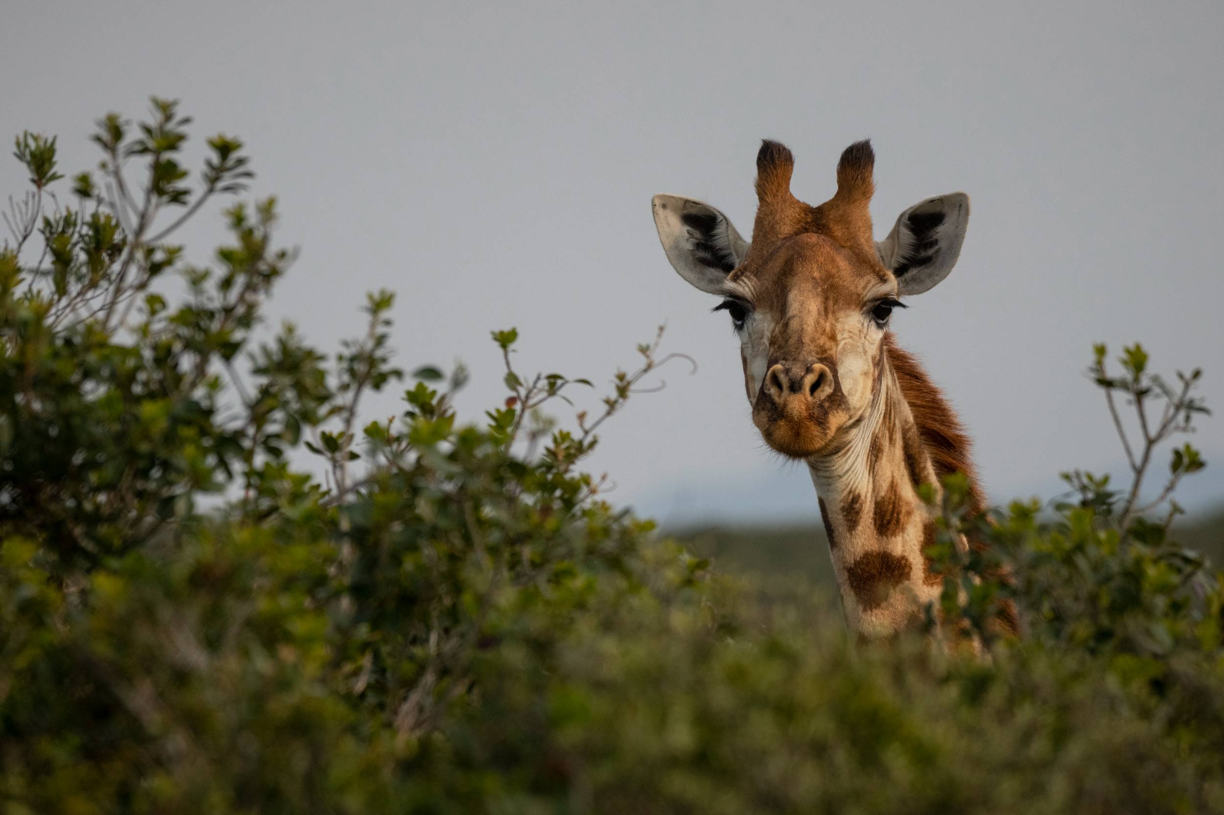 Eastern Cape Travel