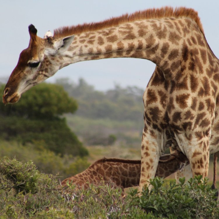 Eastern Cape Travel